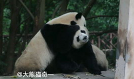 吃瓜爆料的小熊是谁,吃瓜爆料小熊的真实身份大揭秘！