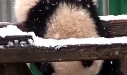 吃瓜爆料的小熊是谁,吃瓜爆料小熊的真实身份大揭秘！